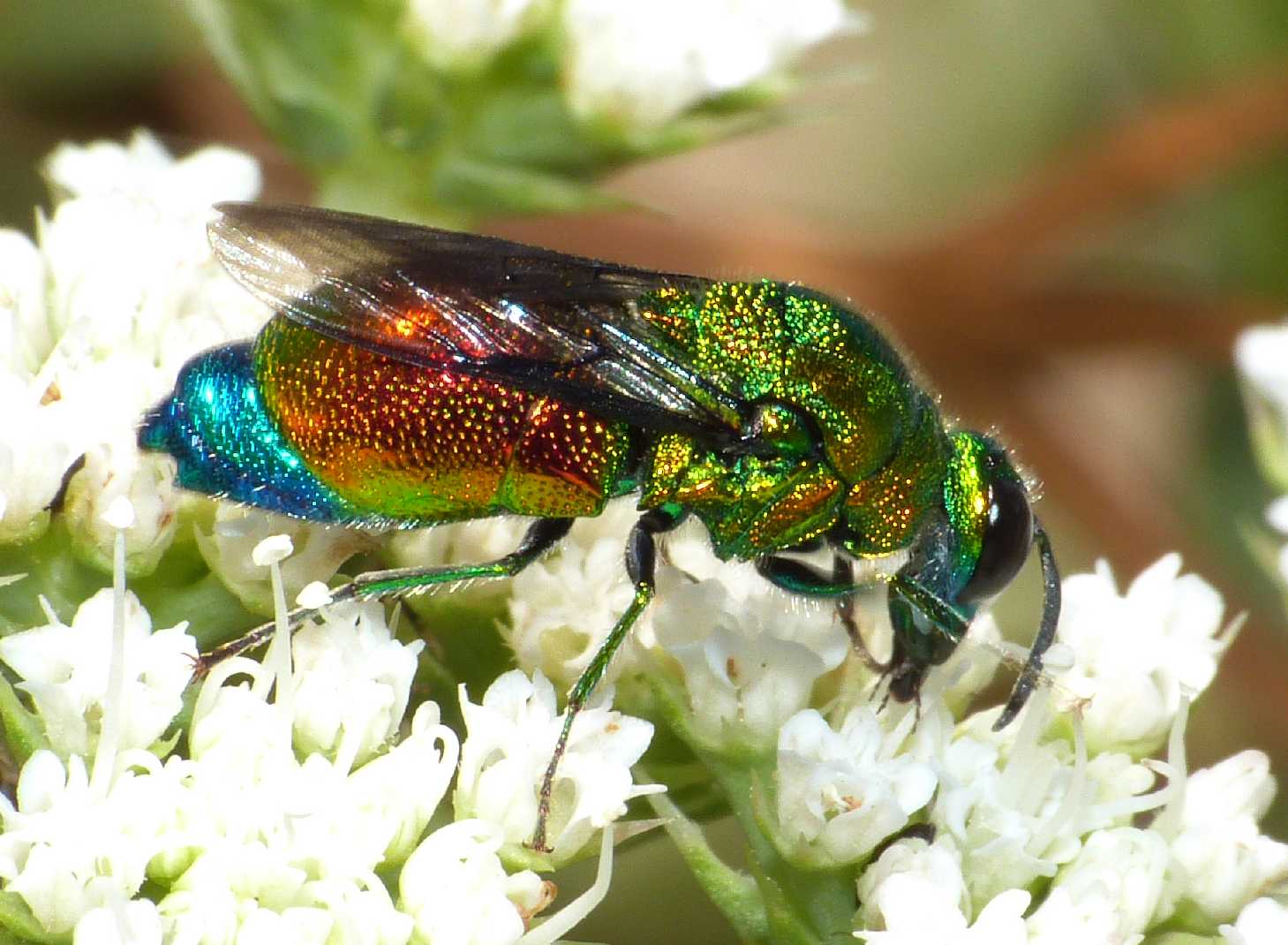 Grosso Chrysididae variopinto (Stilbum cianurum?)